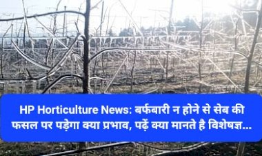 HP Horticulture News: बर्फबारी न होने से सेब की फसल पर पड़ेगा क्या प्रभाव, पढ़ें क्या मानते है विशेषज्ञ... ddnewsportal.com