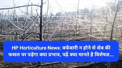 HP Horticulture News: बर्फबारी न होने से सेब की फसल पर पड़ेगा क्या प्रभाव, पढ़ें क्या मानते है विशेषज्ञ... ddnewsportal.com