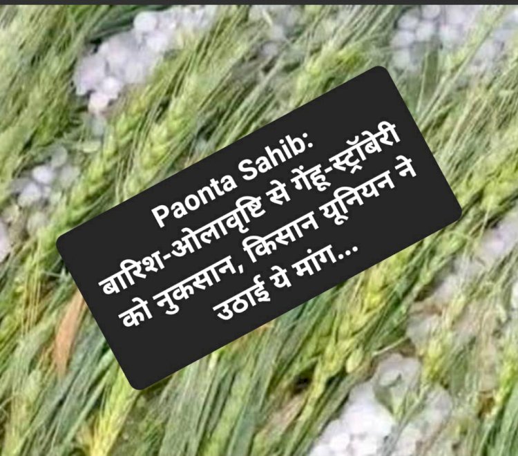 Paonta Sahib: बारिश-ओलावृष्टि से गेंहू-स्ट्रॉबेरी को नुकसान, किसान यूनियन ने उठाई ये मांग... ddnewsportal.com