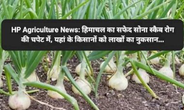 HP Agriculture News: हिमाचल का सफेद सोना स्कैब रोग की चपेट में, यहां के किसानों को लाखों का नुकसान... ddnewsportal.com