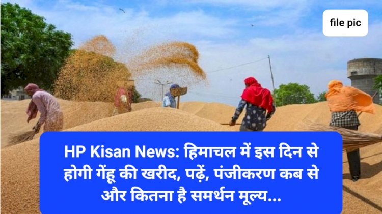 HP Kisan News: हिमाचल में इस दिन से होगी गेंहू की खरीद, पढ़ें, पंजीकरण कब से और कितना है समर्थन मूल्य... ddnewsportal.com