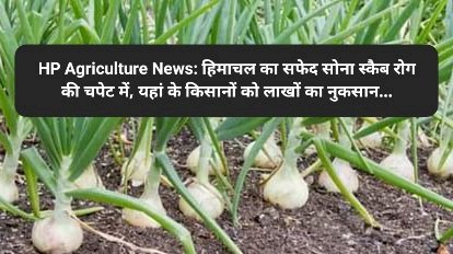 HP Agriculture News: हिमाचल का सफेद सोना स्कैब रोग की चपेट में, यहां के किसानों को लाखों का नुकसान... ddnewsportal.com