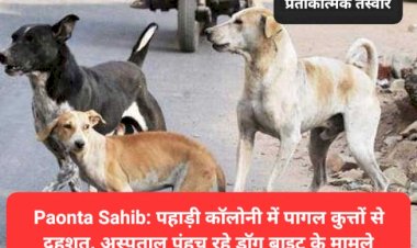 Paonta Sahib: पहाड़ी कॉलोनी में पागल कुत्तों से दहशत, अस्पताल पंहुच रहे डाॅग बाइट के मामले ddnewsportal.com