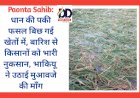 Paonta Sahib: धान की पकी फसल बिछ गई खेतों में, बारिश से किसानों को भारी नुकसान ddnewsportal.com