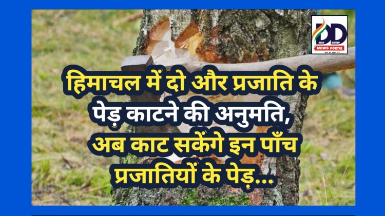 Himachal News: हिमाचल में दो और प्रजाति के पेड़ काटने की अनुमति, अब काट सकेंगे इन पाँच प्रजातियों के पेड़... ddnewsportal.com