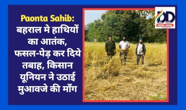 Paonta Sahib: बहराल मे हाथियों का आतंक, फसल-पेड़ कर दिये तबाह, किसान यूनियन ने उठाई मुआवजे की माँग ddnewsportal.com