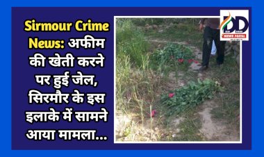 Sirmour Crime News: अफीम की खेती करने पर हुई जेल, सिरमौर के इस इलाके में सामने आया मामला... ddnewsportal.com