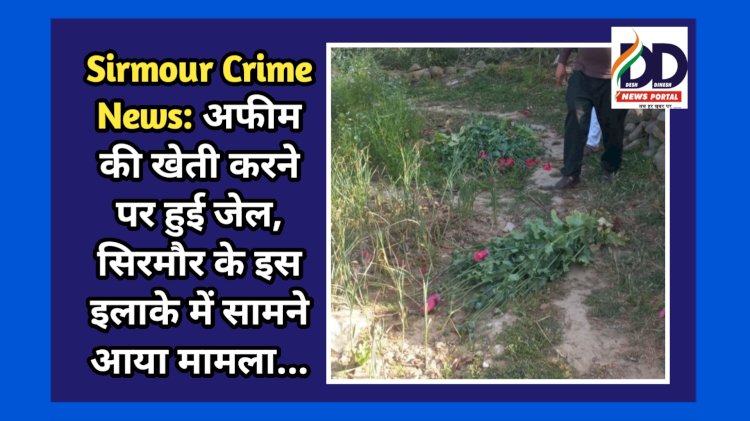 Sirmour Crime News: अफीम की खेती करने पर हुई जेल, सिरमौर के इस इलाके में सामने आया मामला... ddnewsportal.com