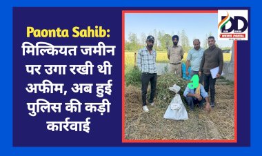 Paonta Sahib: मिल्कियत जमीन पर उगा रखी थी अफीम, अब हुई पुलिस की कड़ी कार्रवाई ddnewsportal.com
