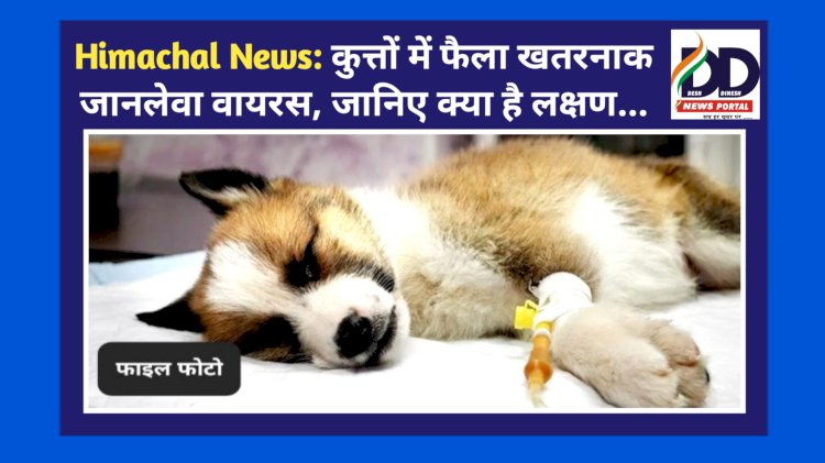 Himachal News: कुत्तों में फैला खतरनाक जानलेवा वायरस, जानिए क्या है लक्षण... ddnewsportal.com