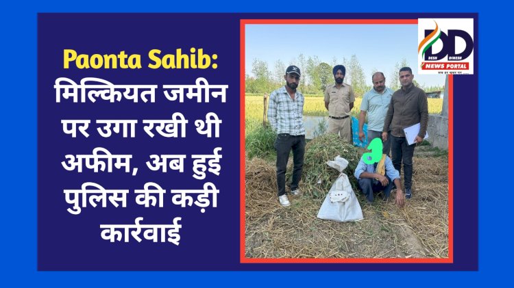 Paonta Sahib: मिल्कियत जमीन पर उगा रखी थी अफीम, अब हुई पुलिस की कड़ी कार्रवाई ddnewsportal.com