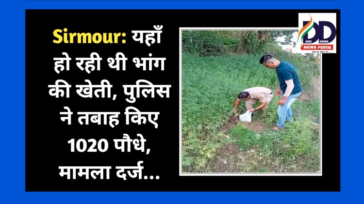 Sirmour: यहाँ हो रही थी भांग की खेती, पुलिस ने तबाह किए 1020 पौधे, मामला दर्ज... ddnewsportal.com