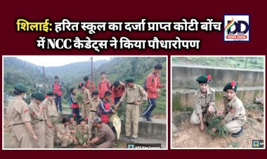 शिलाई: हरित स्कूल का दर्जा प्राप्त कोटी बोंच में NCC कैडेट्स ने किया पौधारोपण ddnewsportal.com