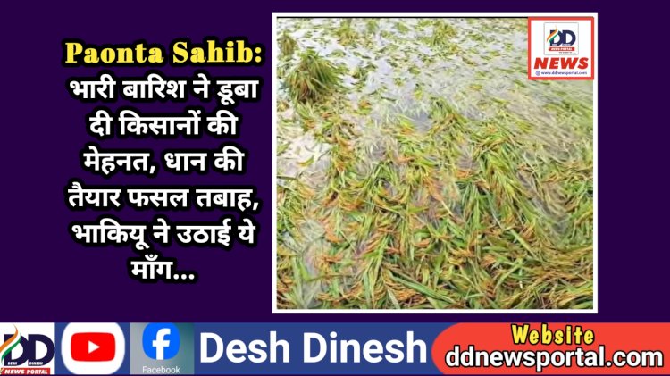 Paonta Sahib: भारी बारिश ने डूबा दी किसानों की मेहनत, धान की तैयार फसल तबाह, भाकियू ने उठाई ये माँग... ddnewsportal.com
