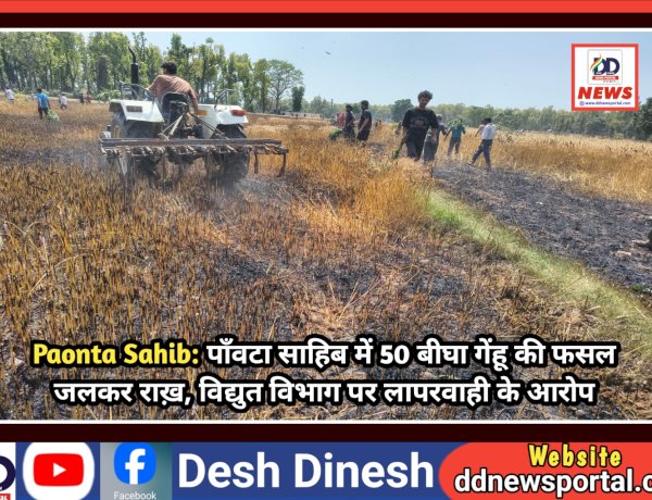Paonta Sahib: पाँवटा साहिब में 50 बीघा गेंहू की फसल जलकर राख़, विद्युत विभाग पर लापरवाही के आरोप  ddnewsportal.com